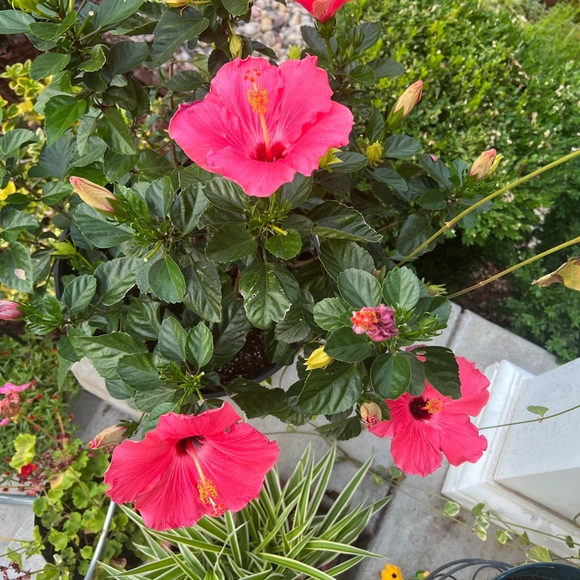 🌺 🌸🧡 Aloha 🤙🏻 - Picture 11 of 15